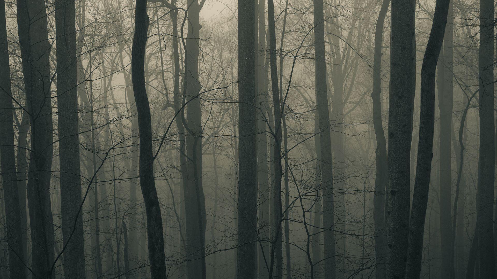 1920x1080 Dark Forest HD Wallpaperx1080