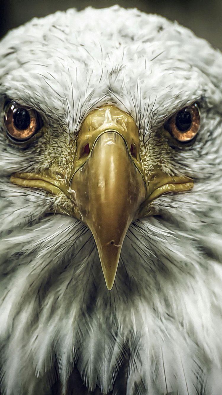 750x1334 Bald eagle bird wallpaper for #iPhone & #Android for wallzapp.com. Águia careca, Águia americana, Aves de estimação