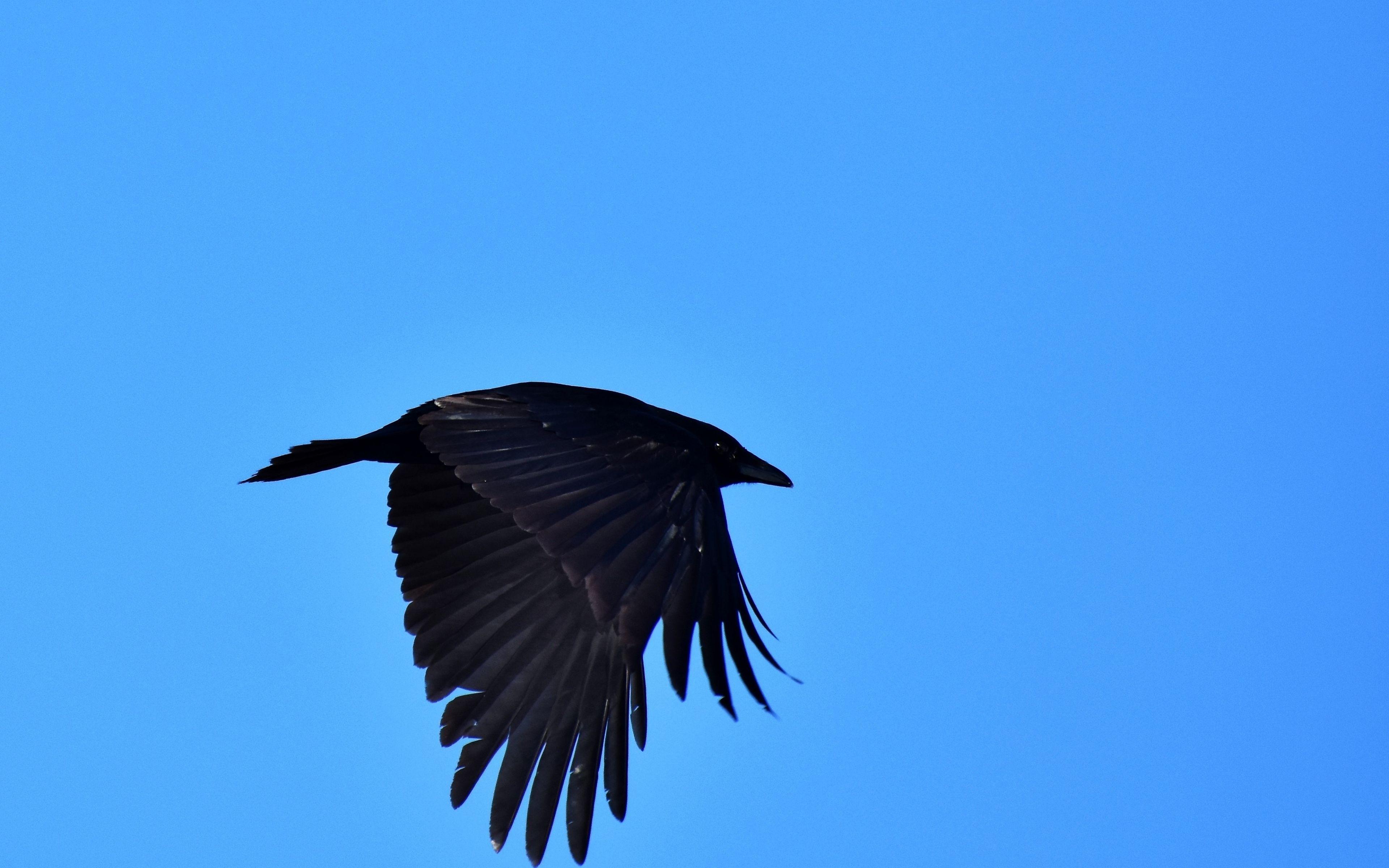 Crow 4K Wallpapers Top Free Crow 4K Backgrounds WallpaperAccess