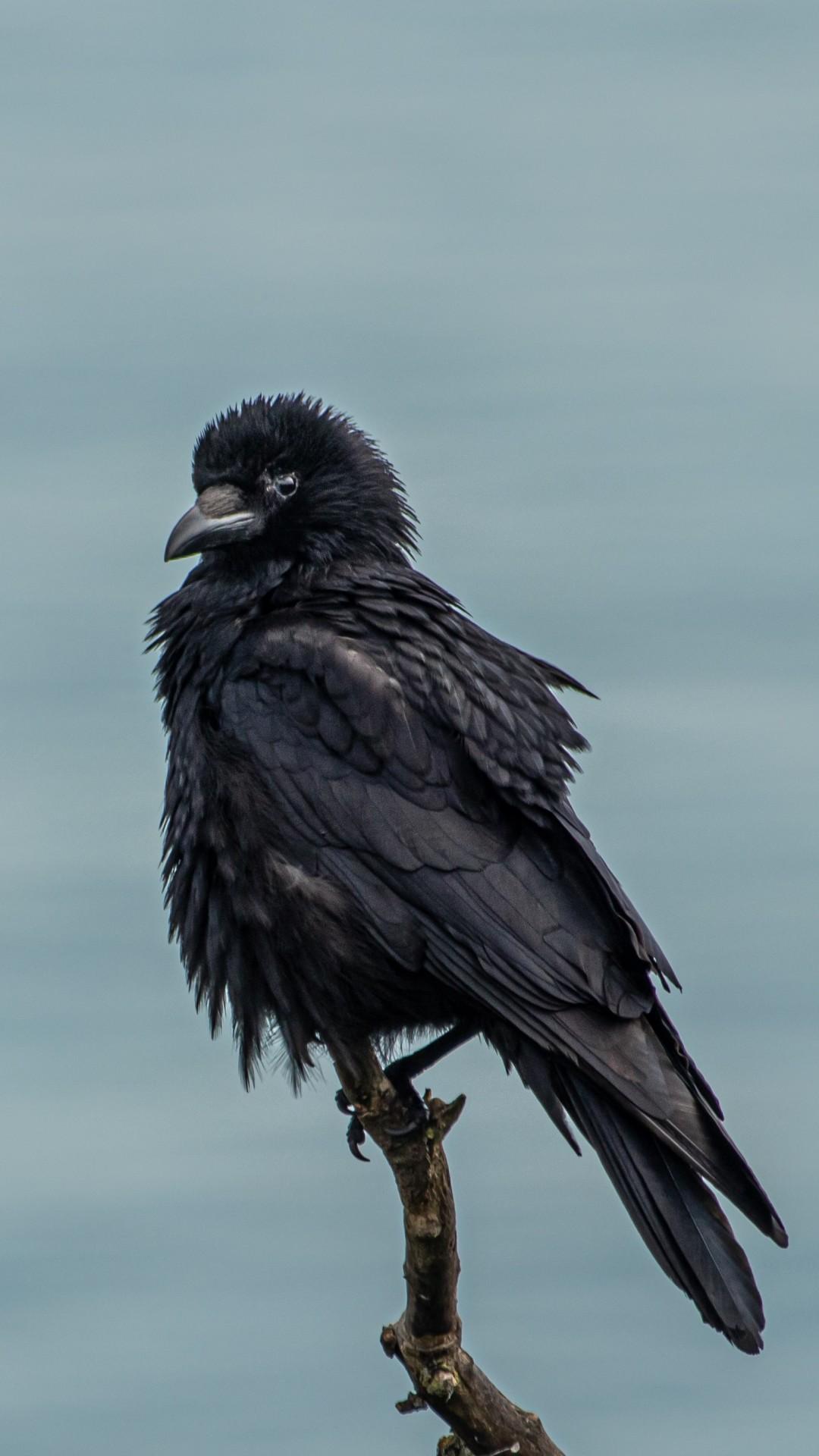 The Crow 4k Wallpapers Top Free The Crow 4k Backgrounds Wallpaperaccess