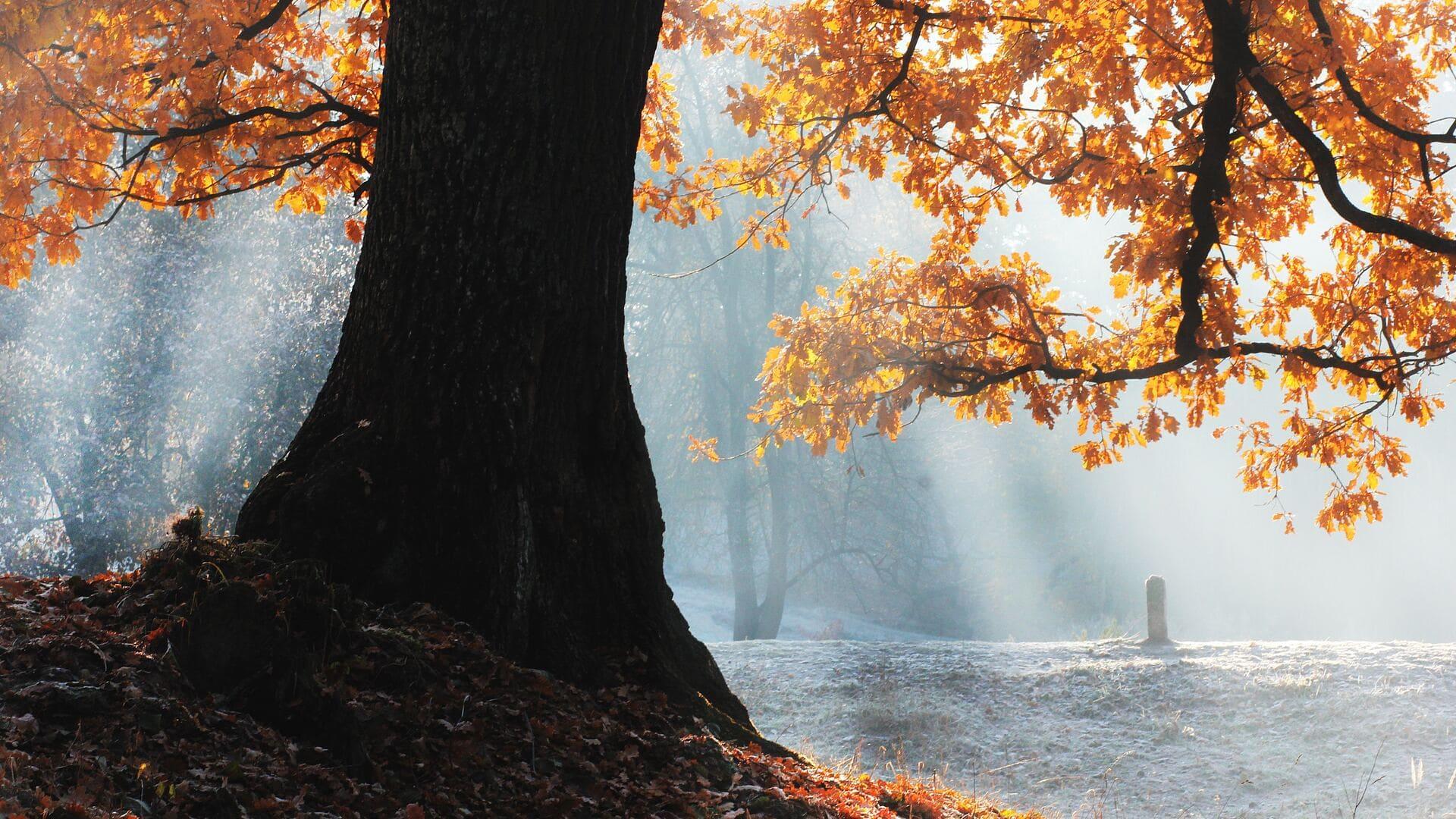 1920x1080 Fall PC Wallpaper Free Wallpaper