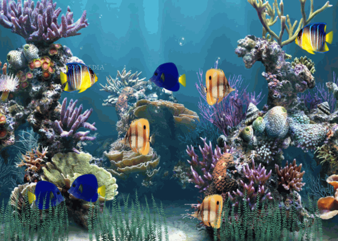 1113x793 Free Animated Fish Aquarium Wallpaper