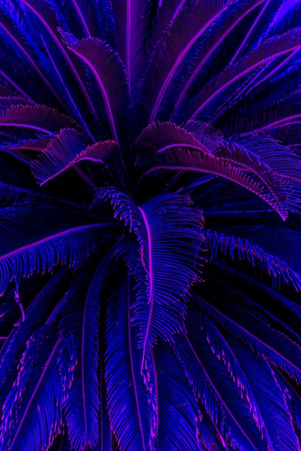 Dope Purple Wallpapers Top Free Dope Purple Backgrounds Wallpaperaccess