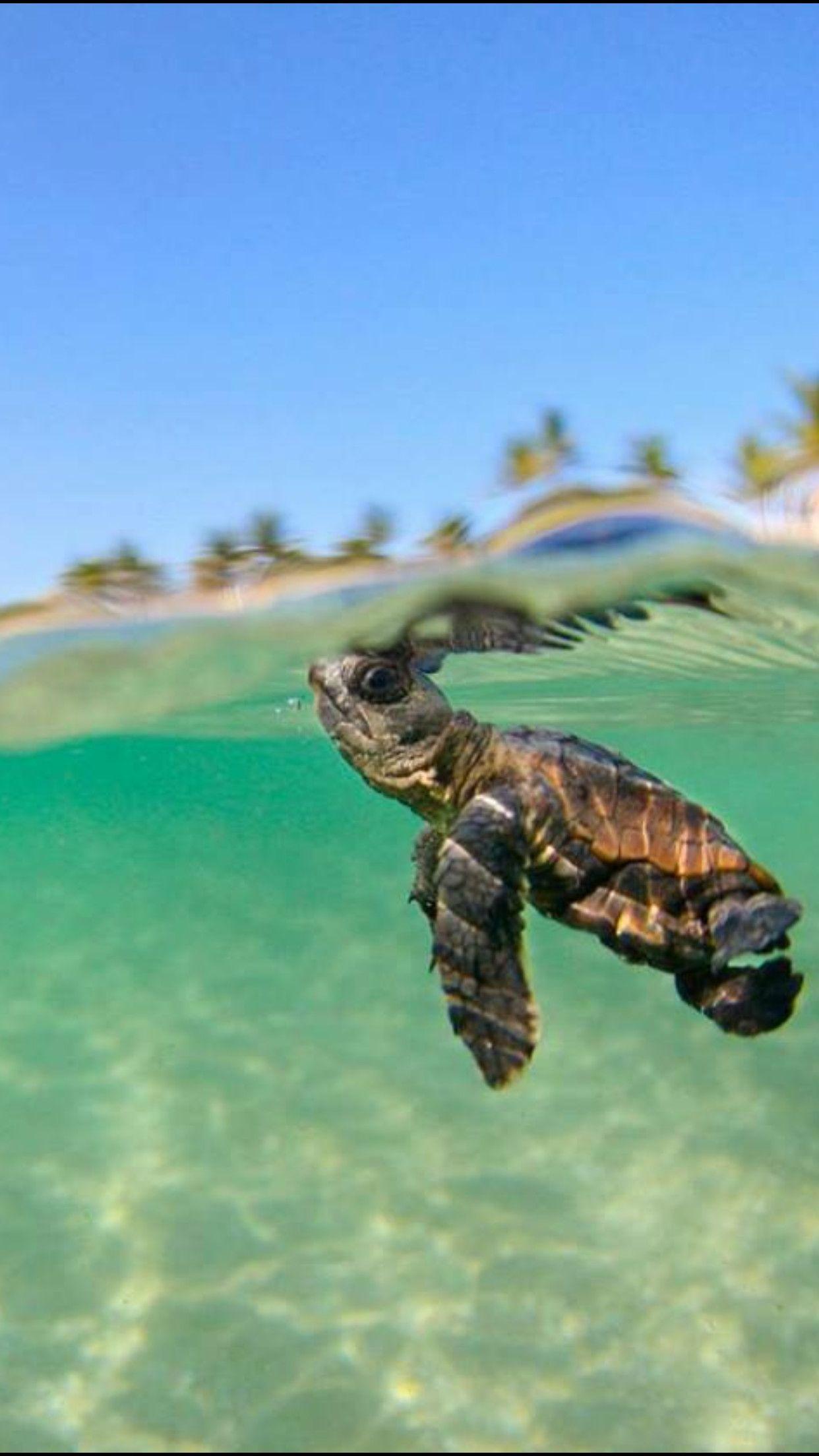 sea-turtle-conservation-bonaire-hatching-sea-turtle-baby-sea-turtles