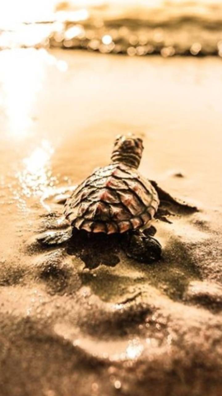 720x1280 Baby turtle wallpaper