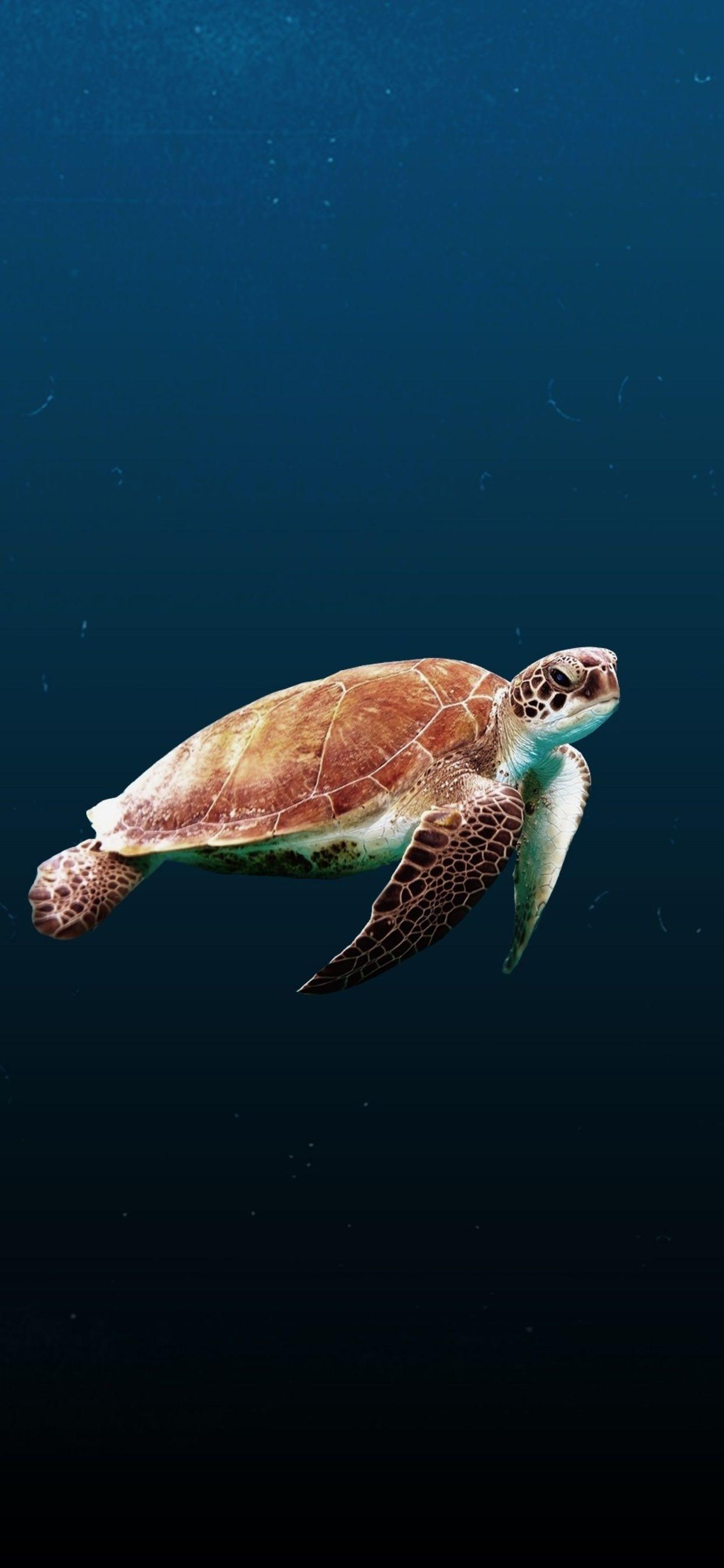 1242x2688 Sea Turtle iPhone XS MAX HD 4k Wallpaper, Image