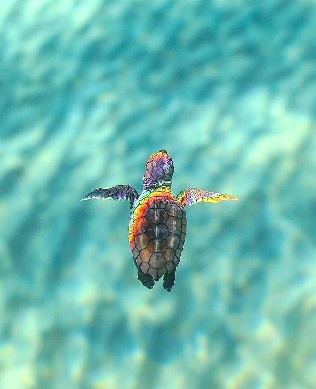 1080x1328 We_look_at_the_world on Instagram: “Magical sea turtles