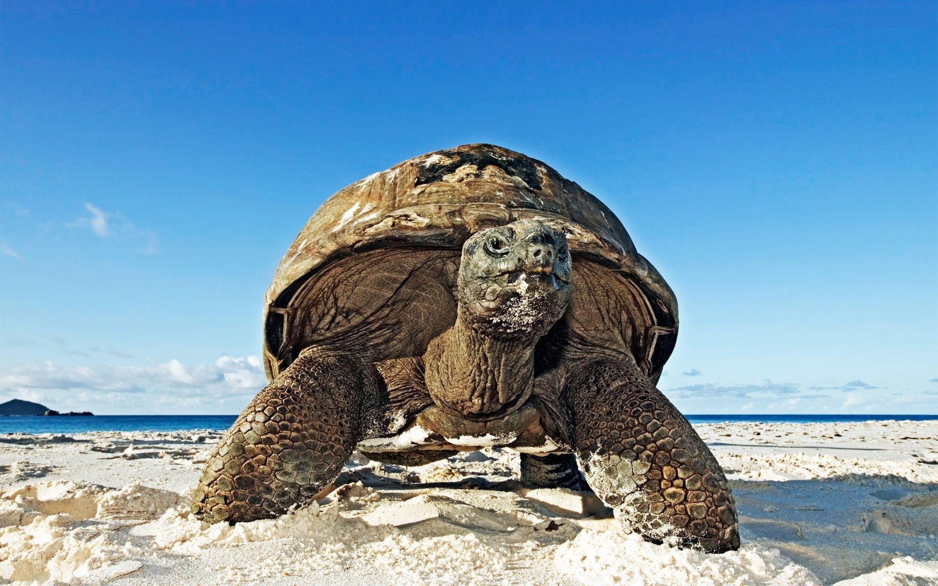 1920x1200 Turtle Beach