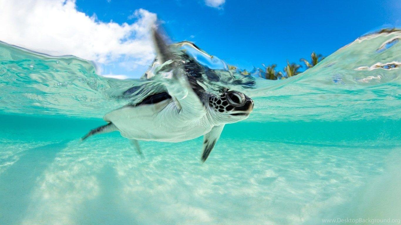 1366x768 Baby Turtle Swimming Desktop Background