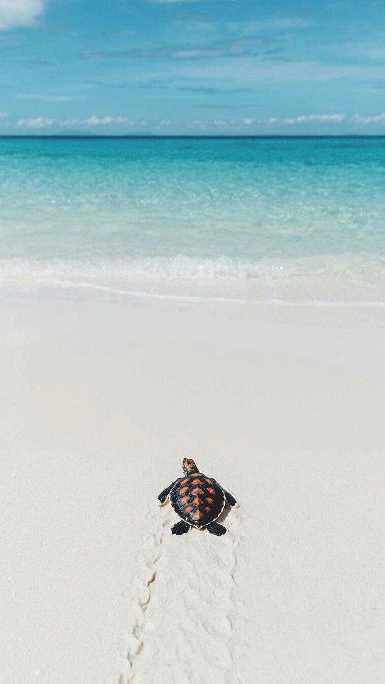 sea turtle beach wallpaper