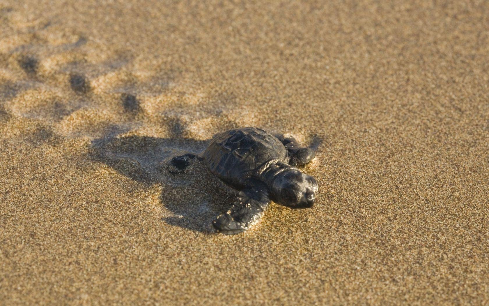 1680x1050 Free download turtle on the beach Wallpaper Baby turtle on