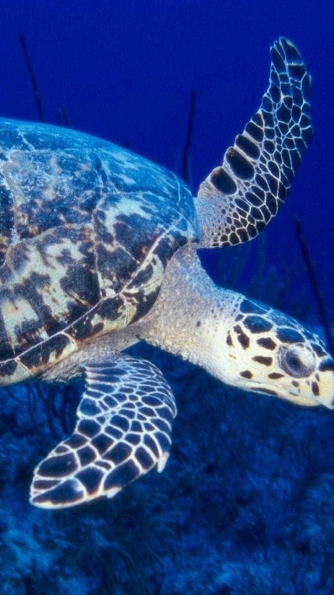 1080x1920 Sea Turtles Desktop