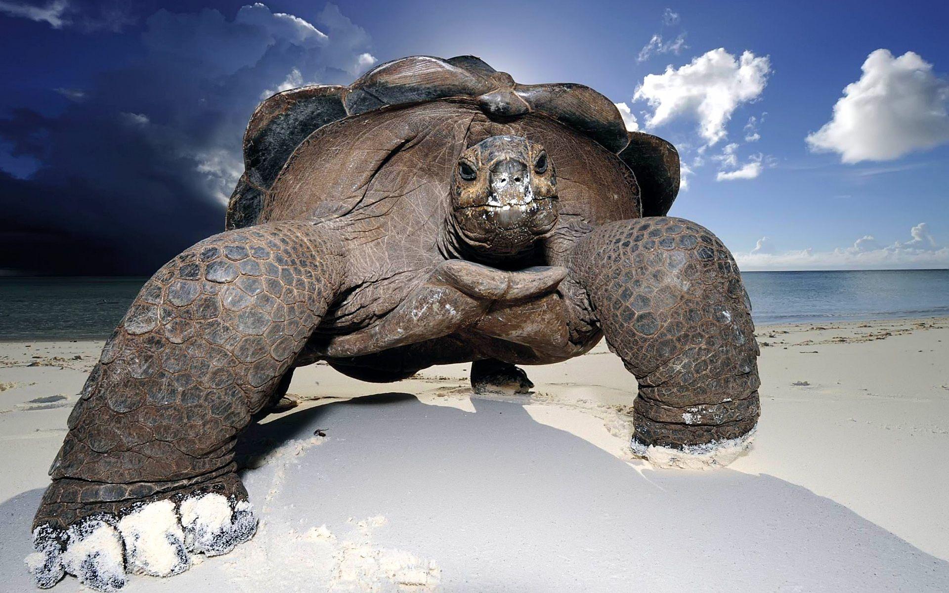 1920x1200 #Huge, #turtle, #beach. Mocah.org HD Wallpaper