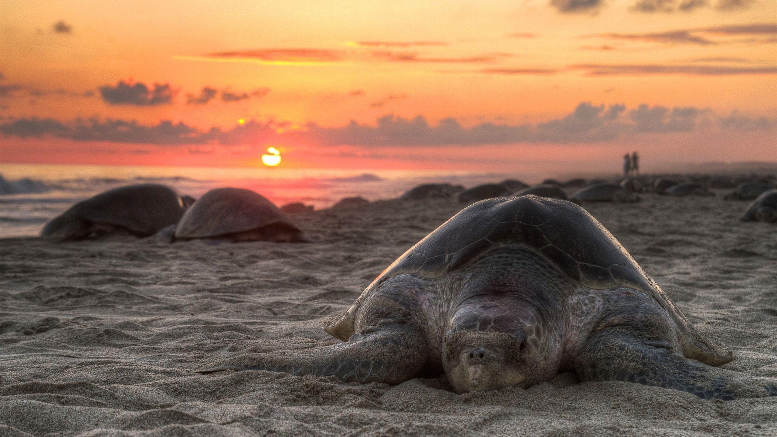 2560x1440 Wallpaper Turtle, beach, sunset 2560x1600 HD Picture, Image