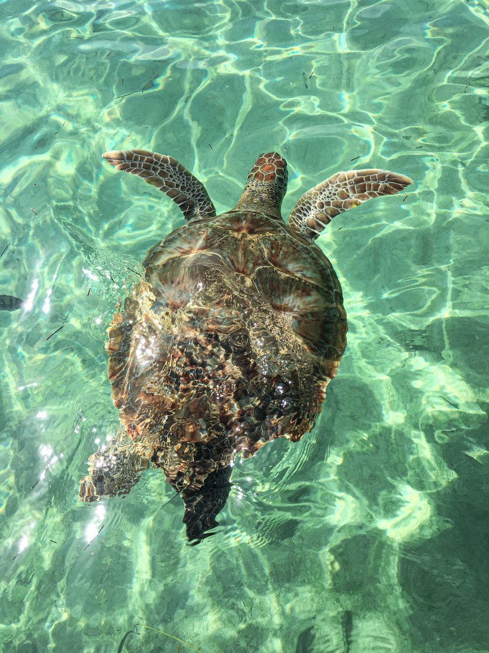 1000x1333 Sea Turtle Picture. Download Free Image