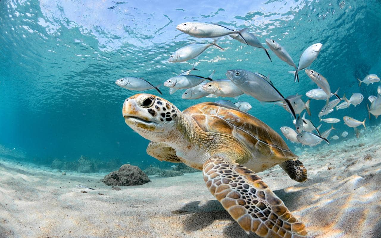 1280x800 Turtle Beach Wallpaper