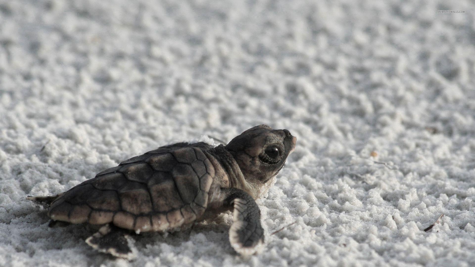 1920x1080 Baby Turtles Wallpaper