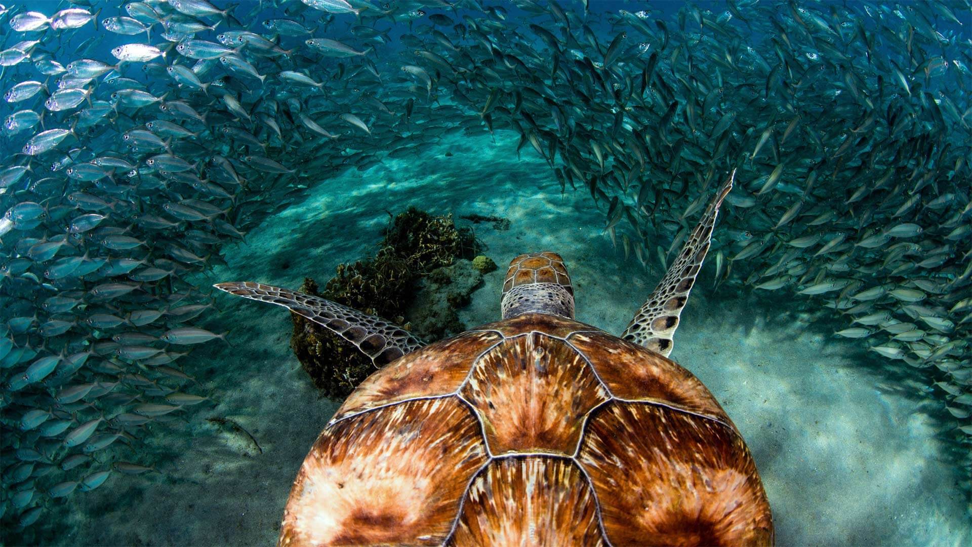 1920x1080 Move over fish's World Turtle Day by Microsoft. Wallpaper
