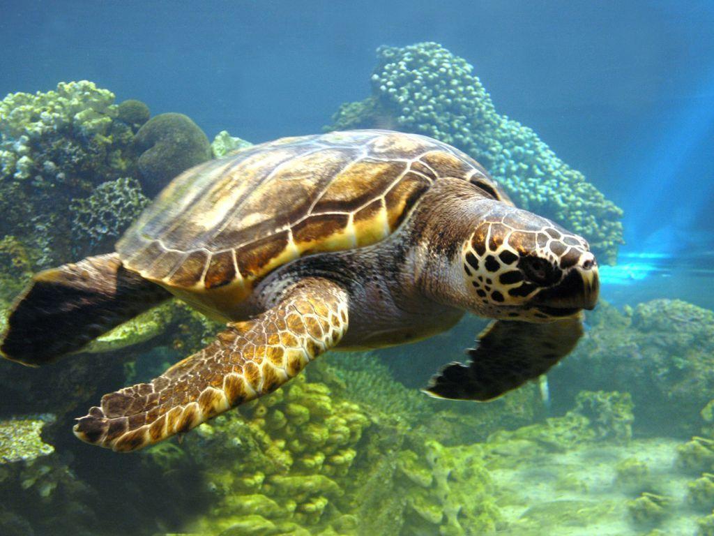 1024x768 Sea Turtles Wallpaper