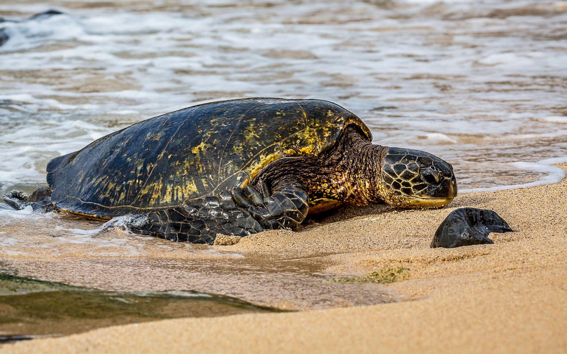 1920x1200 Download wallpaper large turtle, beach, sand, ocean, turtles