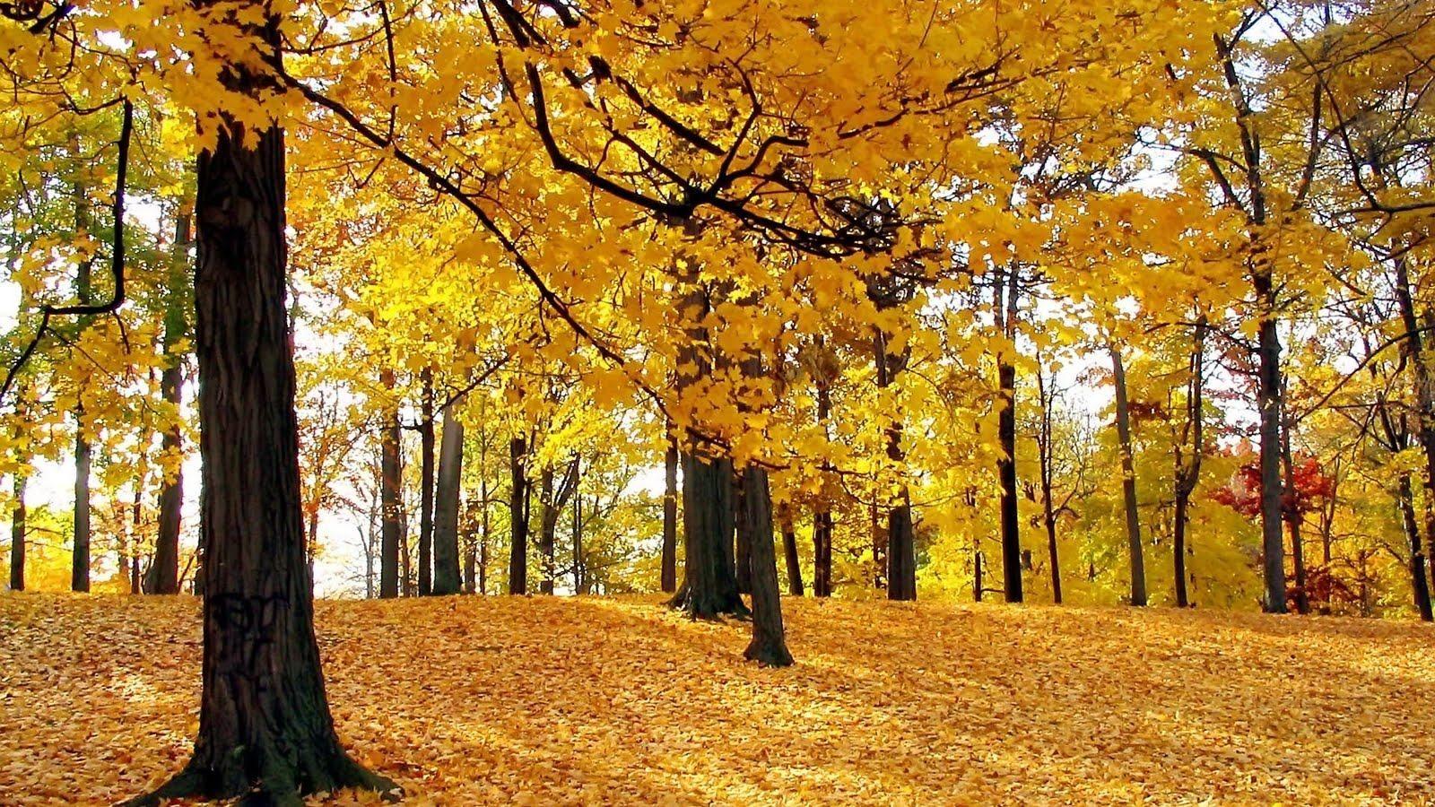 1600x900 Free download Wallpaper Background Cool HD Nature Desktop