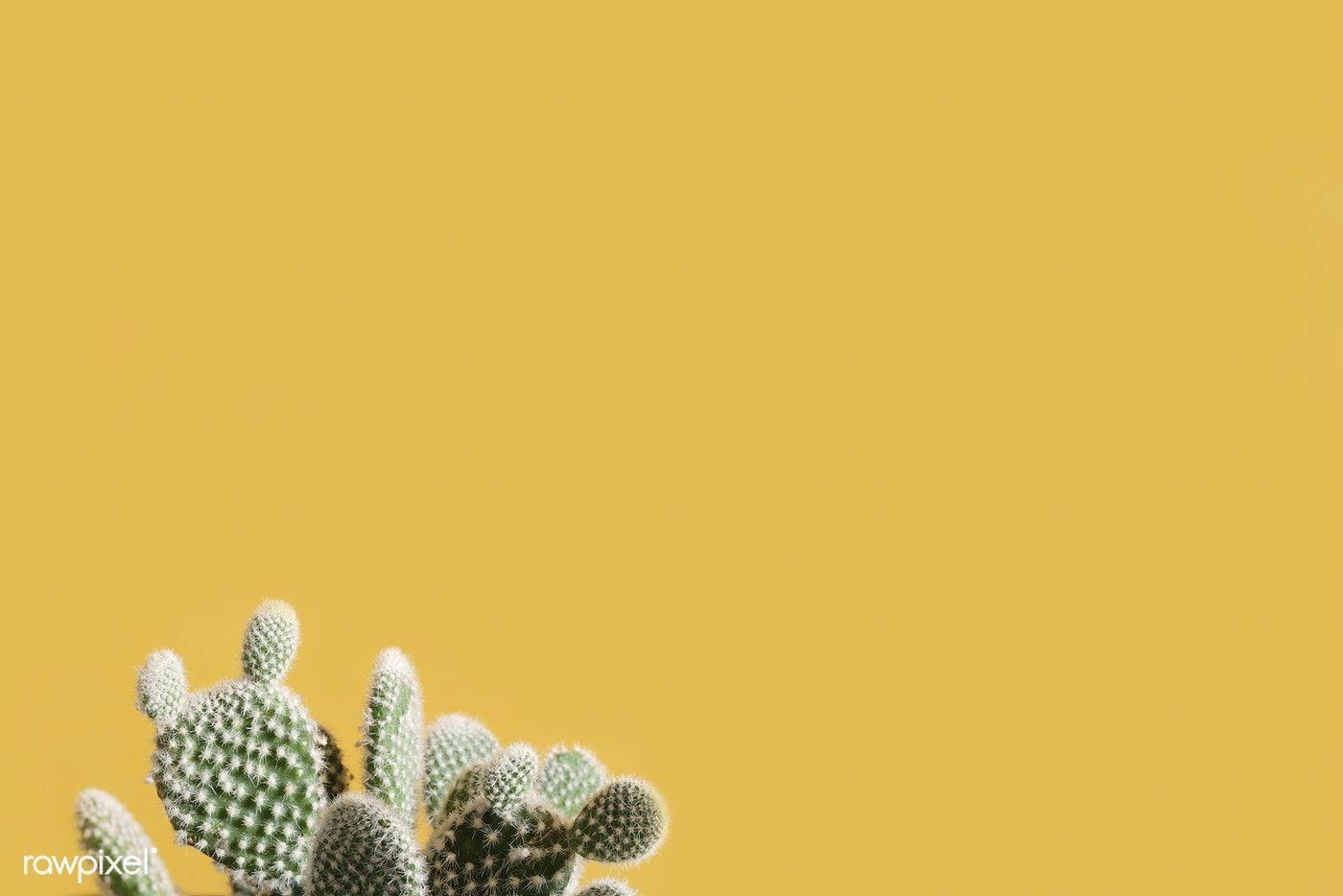 1400x934 Cactus on a yellow background. free image / Scott