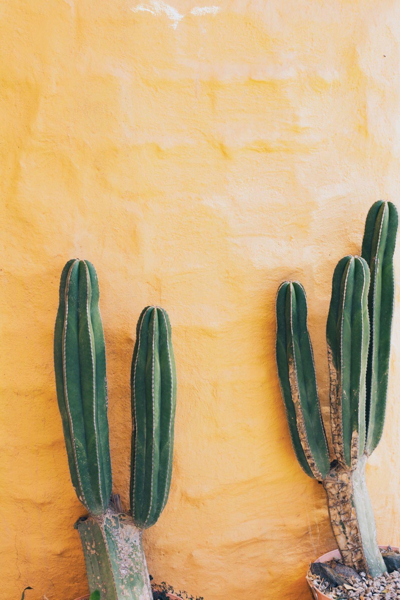 1280x1918 enjoycolorfullife. folkmountains.tumblr.com. Fleurs, Planter des