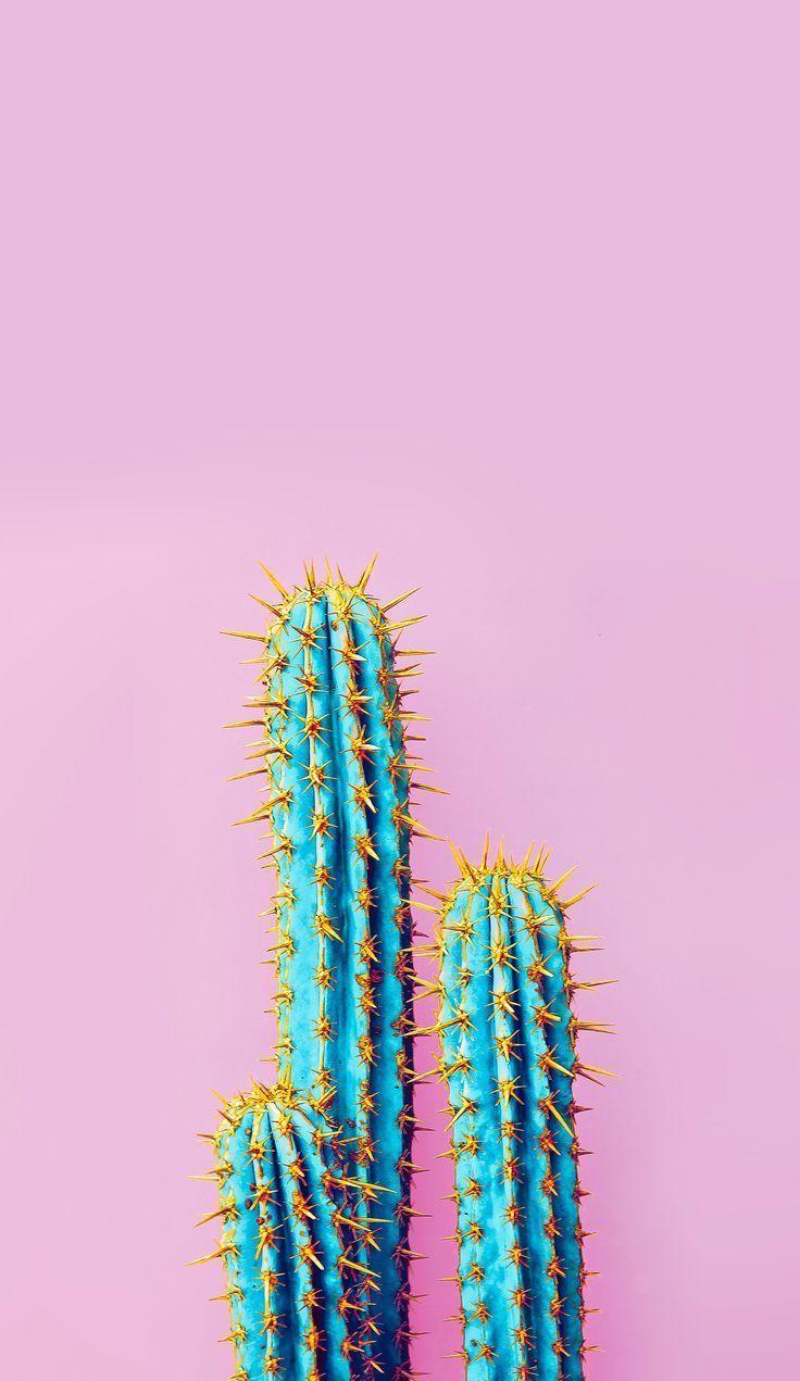 736x1271 Blue & Yellow Cactus w / Pale Pink Background Wallpaper
