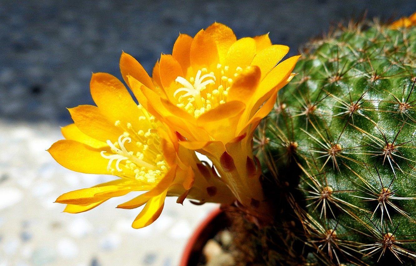 1332x850 Wallpaper macro, flowers, photo, yellow, cactus image for desktop