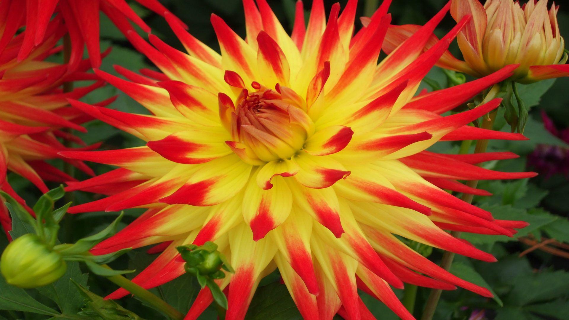 1920x1080 Dahlia Kenora Sunset Classification Medium Semi Cactus Flower