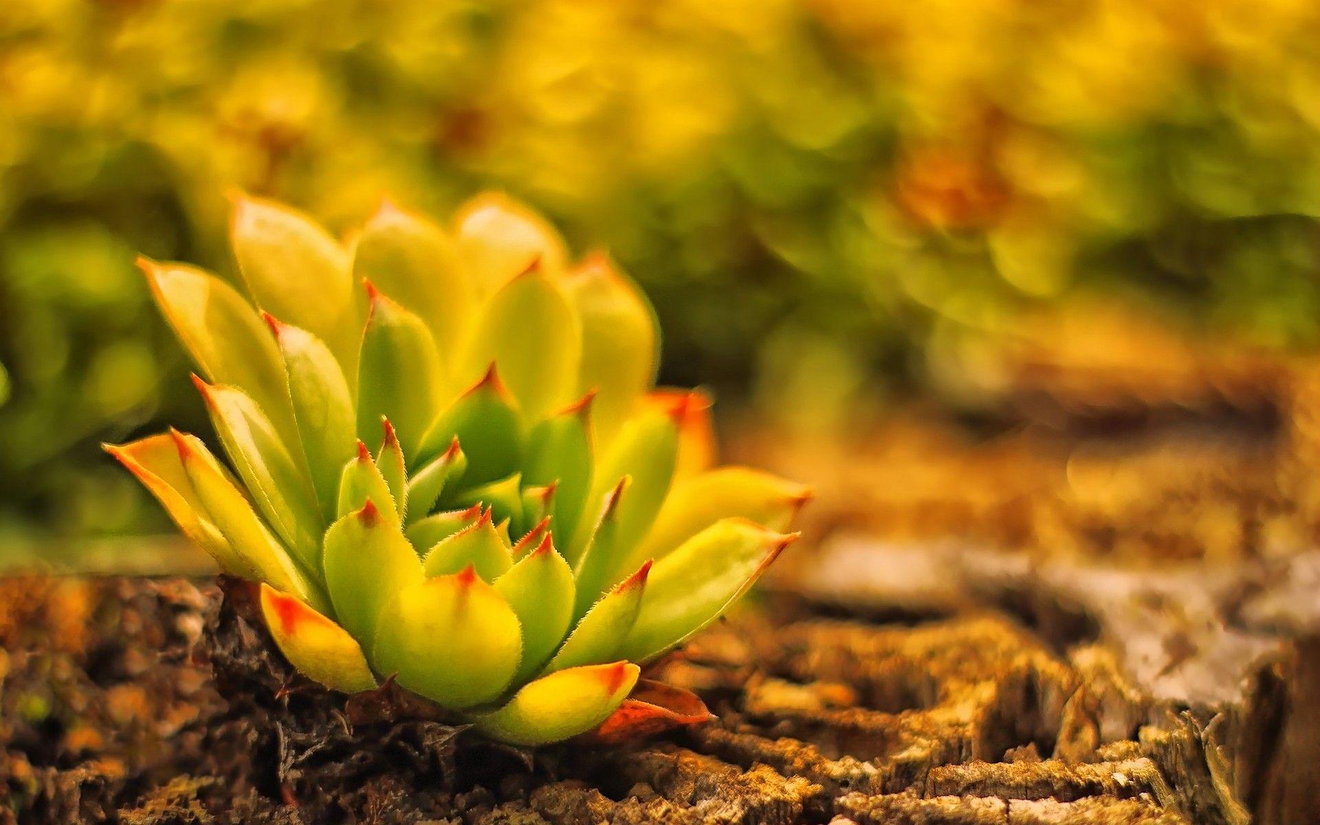 1920x1200 Land plant blur cactus wallpaperx1200