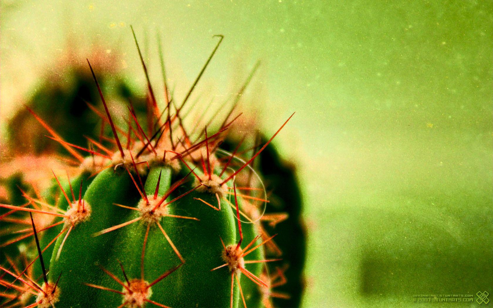 1680x1050 Cactus Wallpaper. Cactus Wallpaper Boho