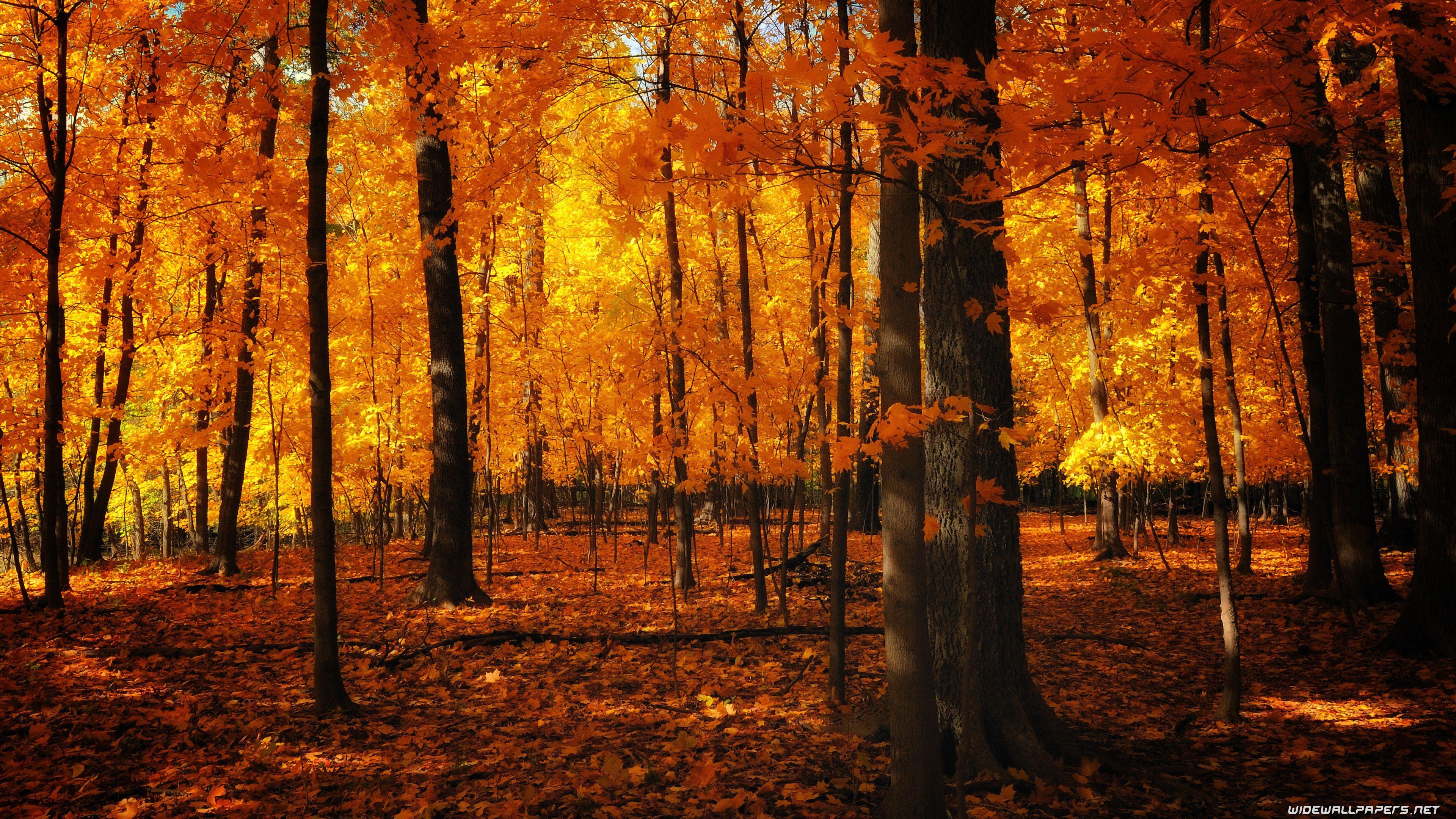 3840x2160 Autumn desktop wallpaper 4K Ultra HD
