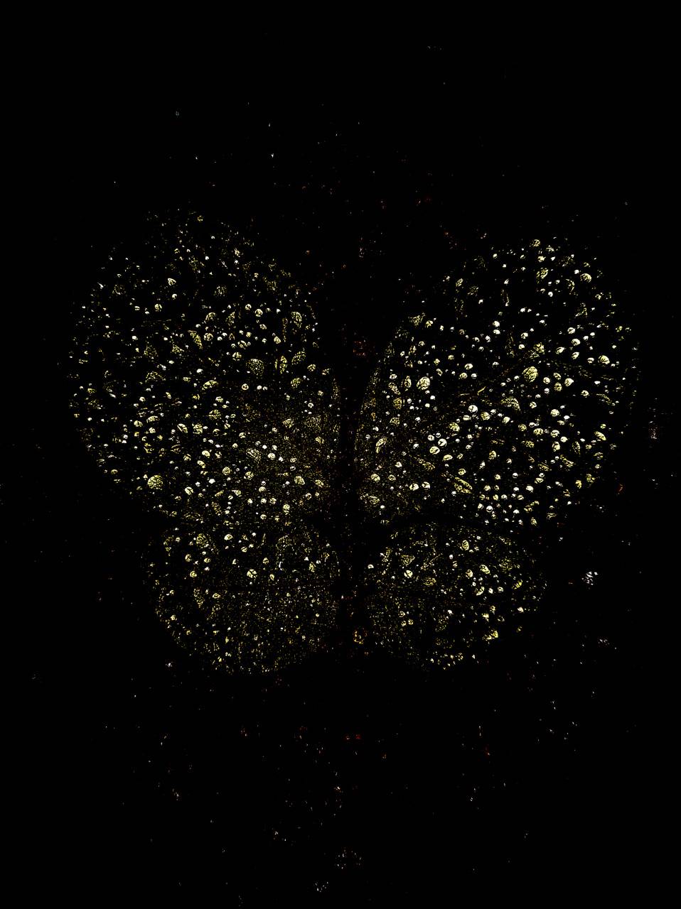 Gold and Black Butterfly Wallpapers Top Free Gold and Black Butterfly