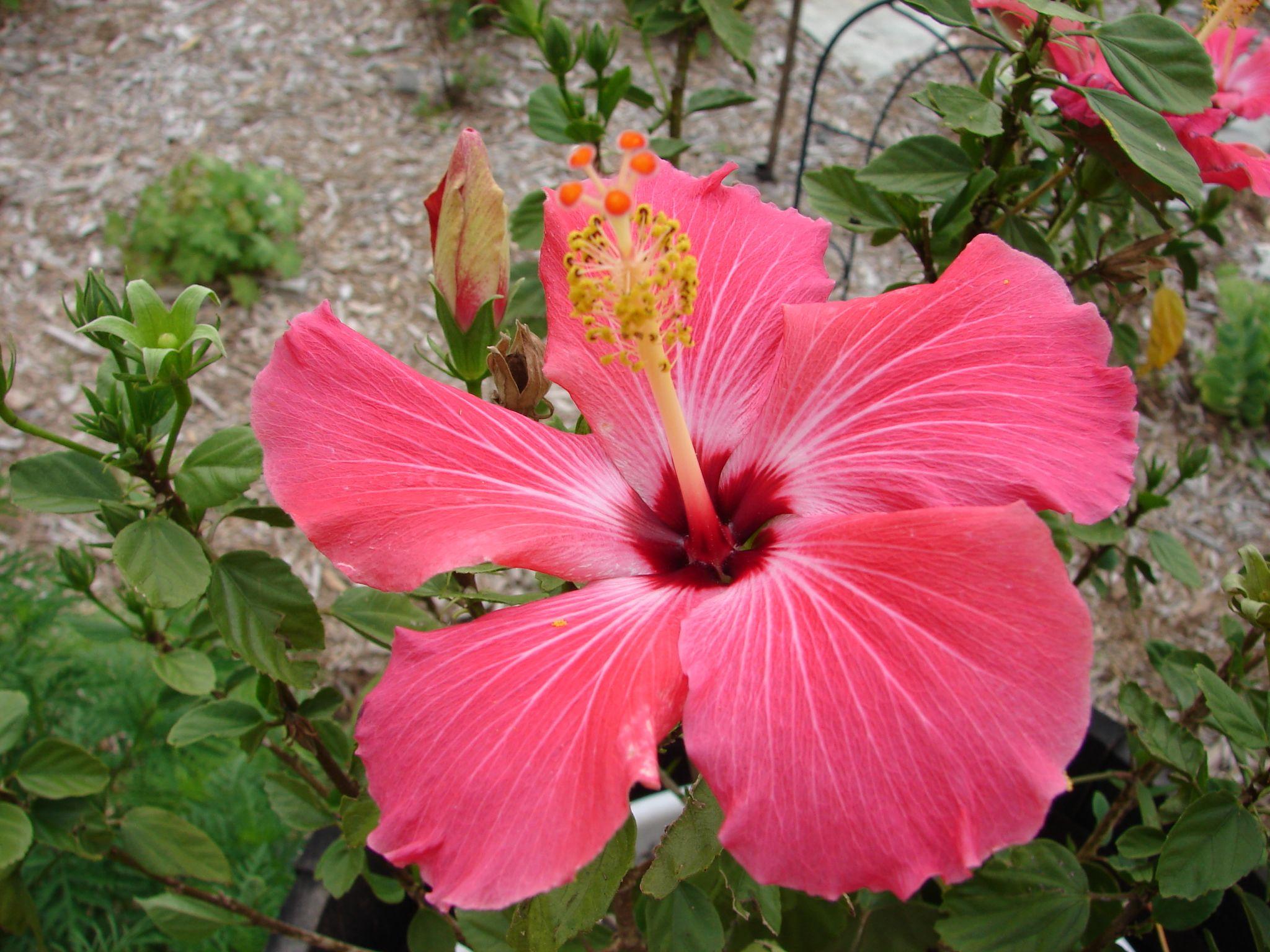 2048x1536 Pink Tropical Flowers wallpaperx1536