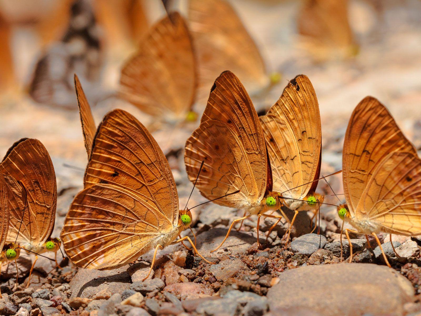 1600x1200 Insecti Golden Butterfly Kangkang Thailand National Park Desktop HD Wallpaper For Mobile Phones And Computer 3840x2400 :