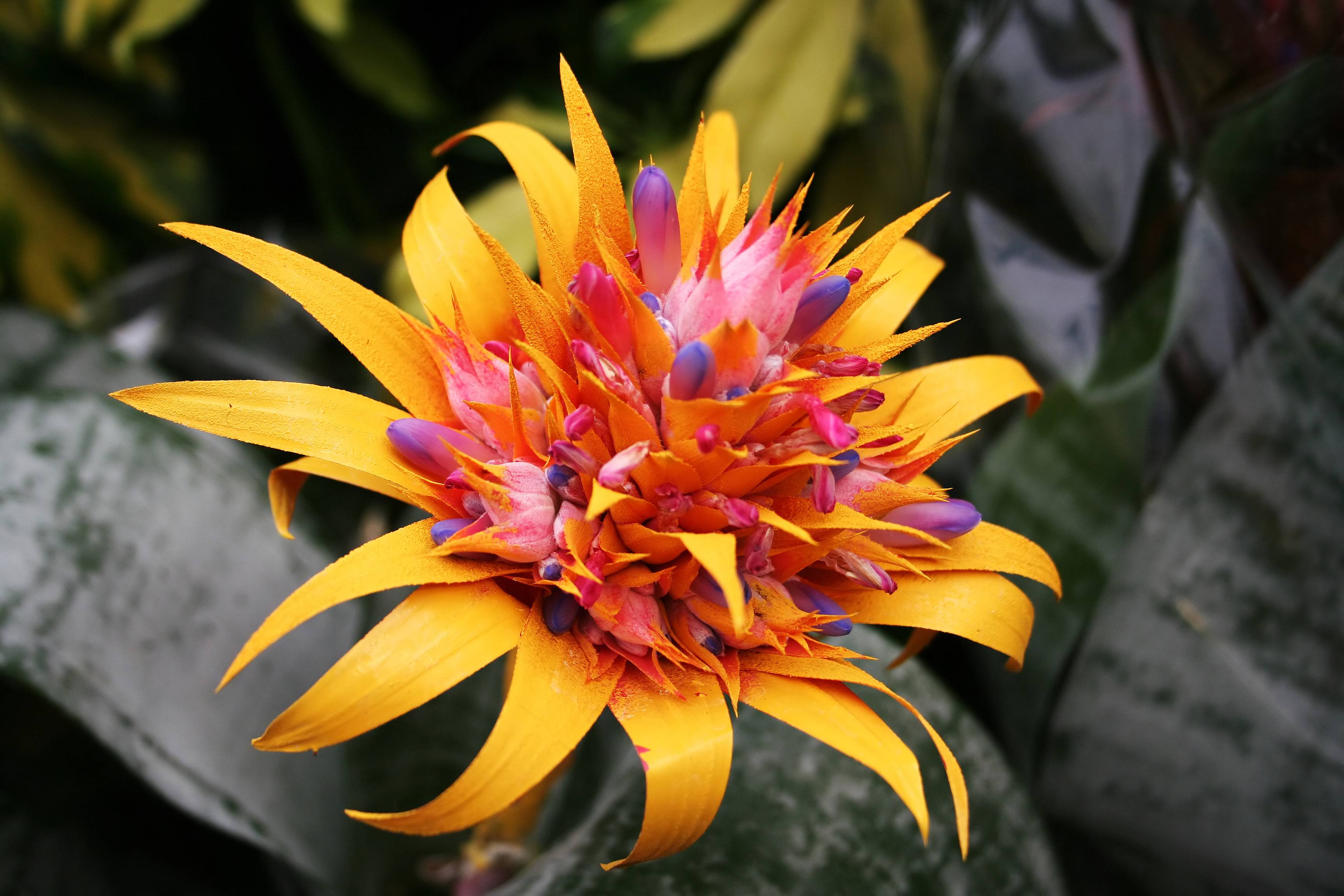 3456x2304 Tropical Flower HD Wallpaper