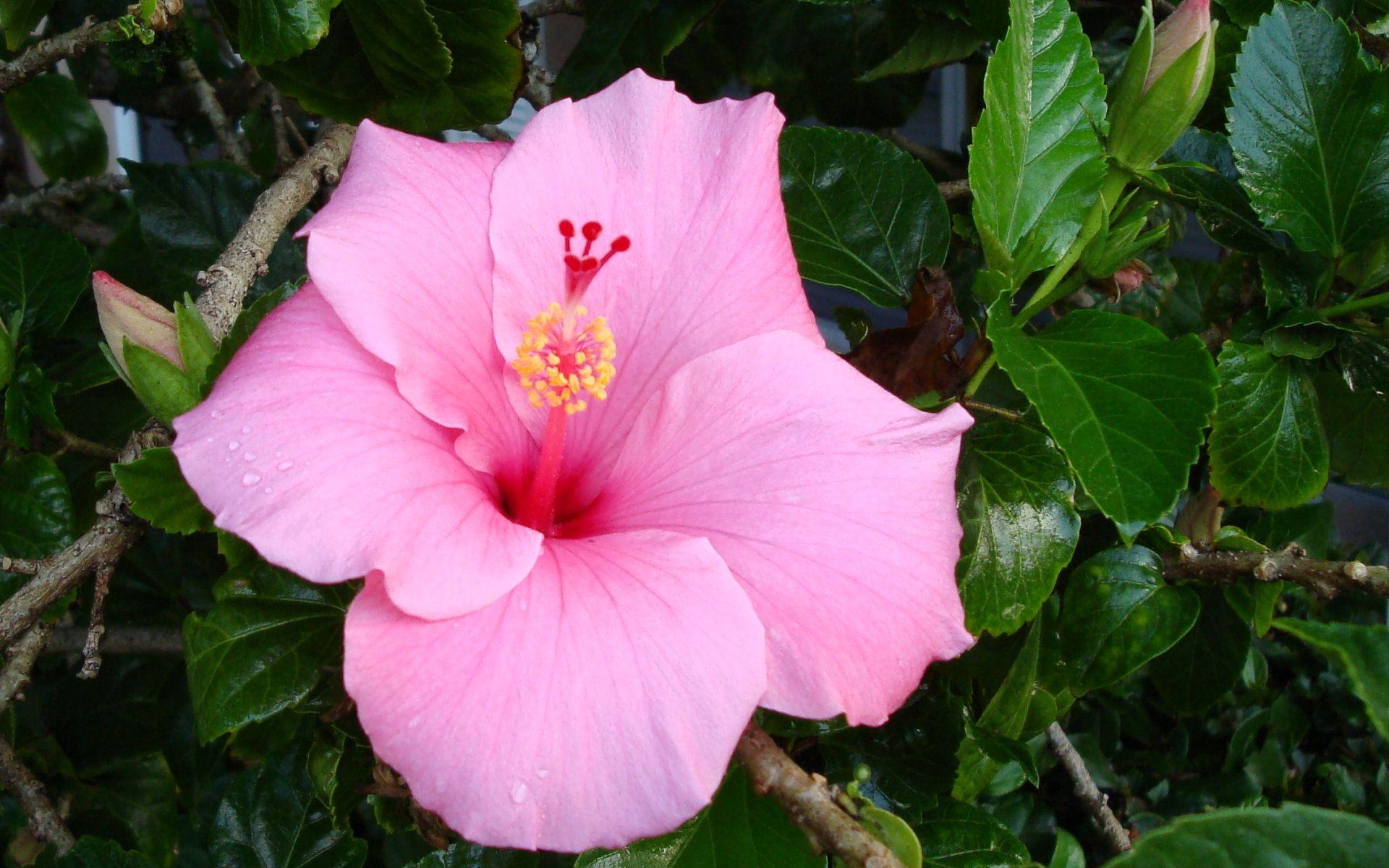 1920x1200 Tropical Flowers 21683 1920x1200px