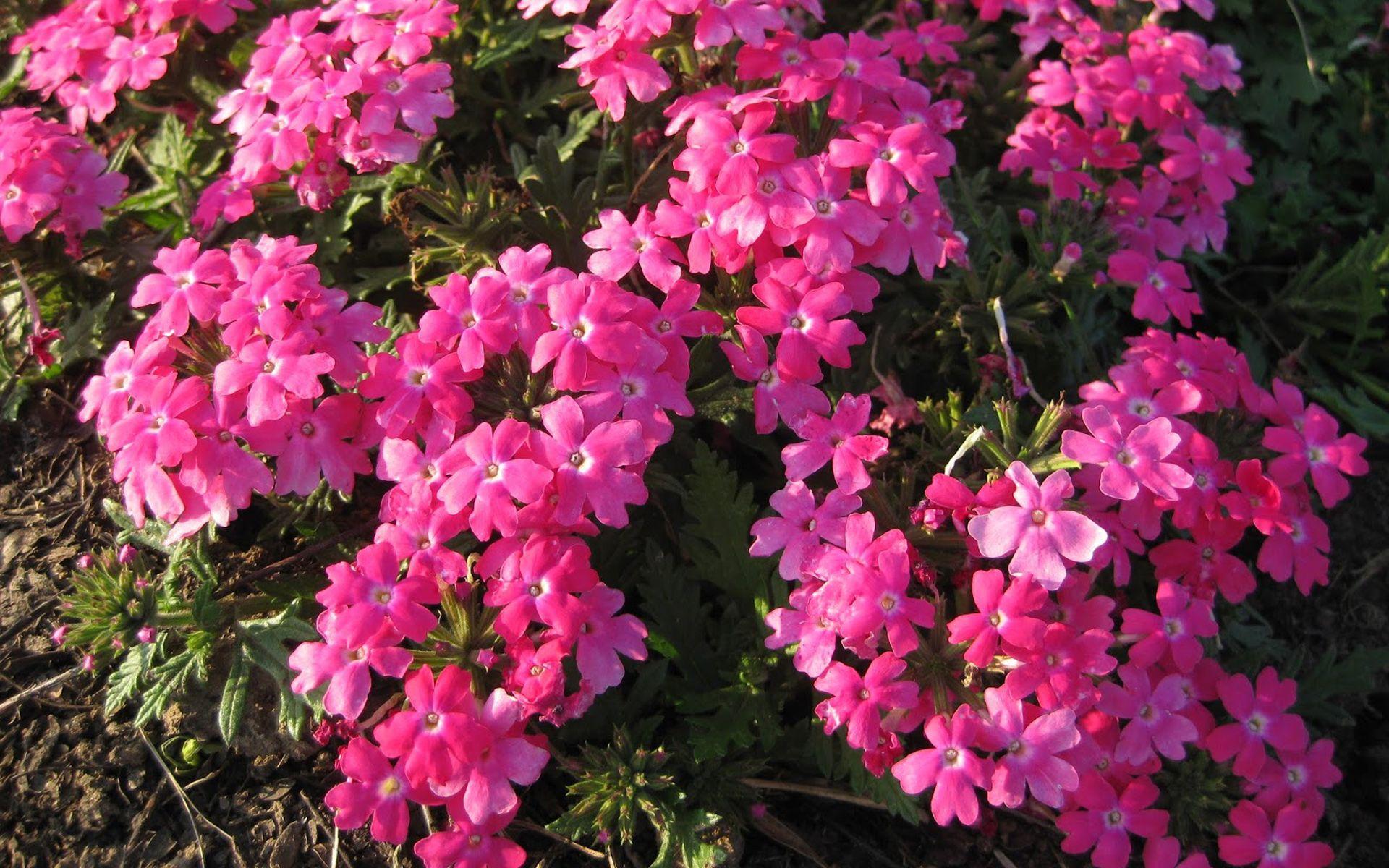 1920x1200 Tropical Flowering Plants Pink Flowers Verbena Magelana Lipstick