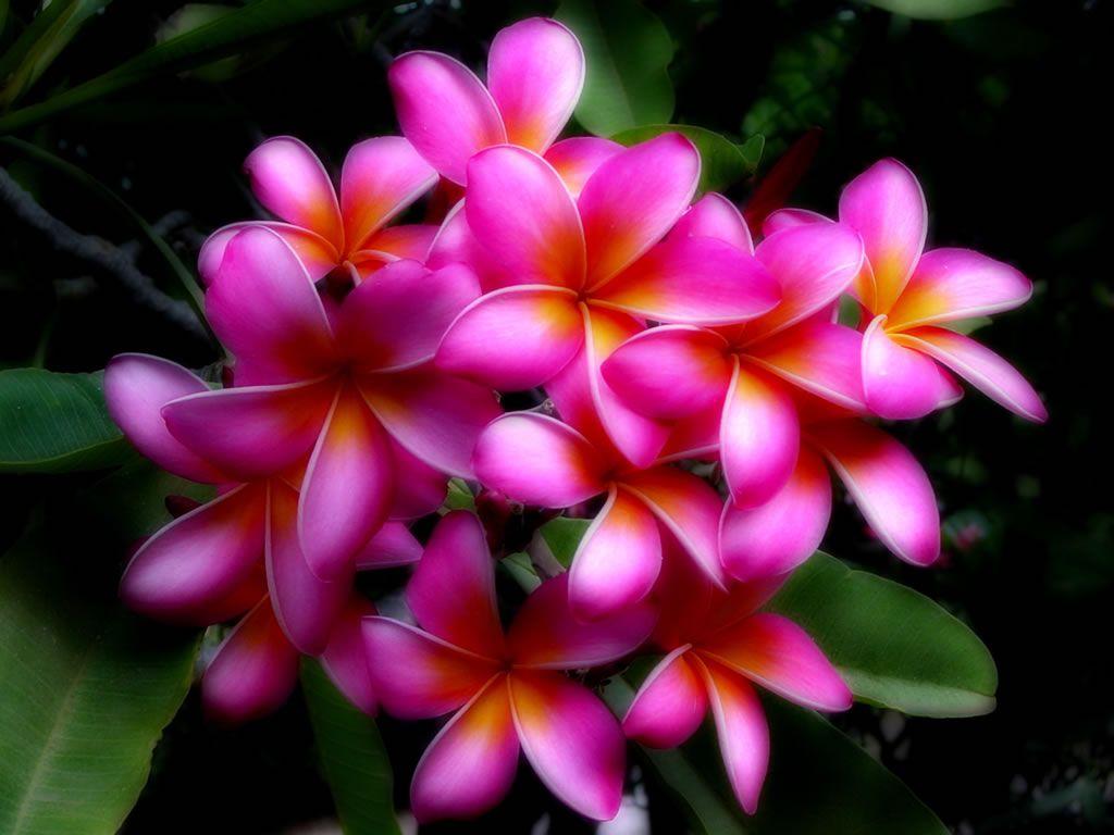 1024x768 Tropical Flower Wallpaper
