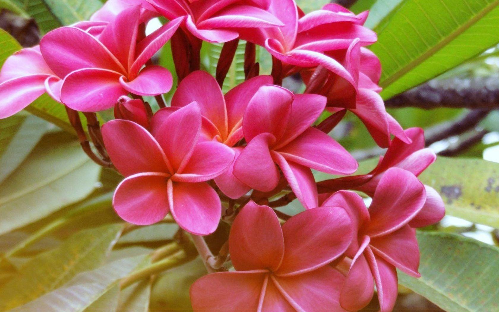1680x1050 Plumeria red flowers Exotic Tropical Flowers Hawaii Wallpaper HD