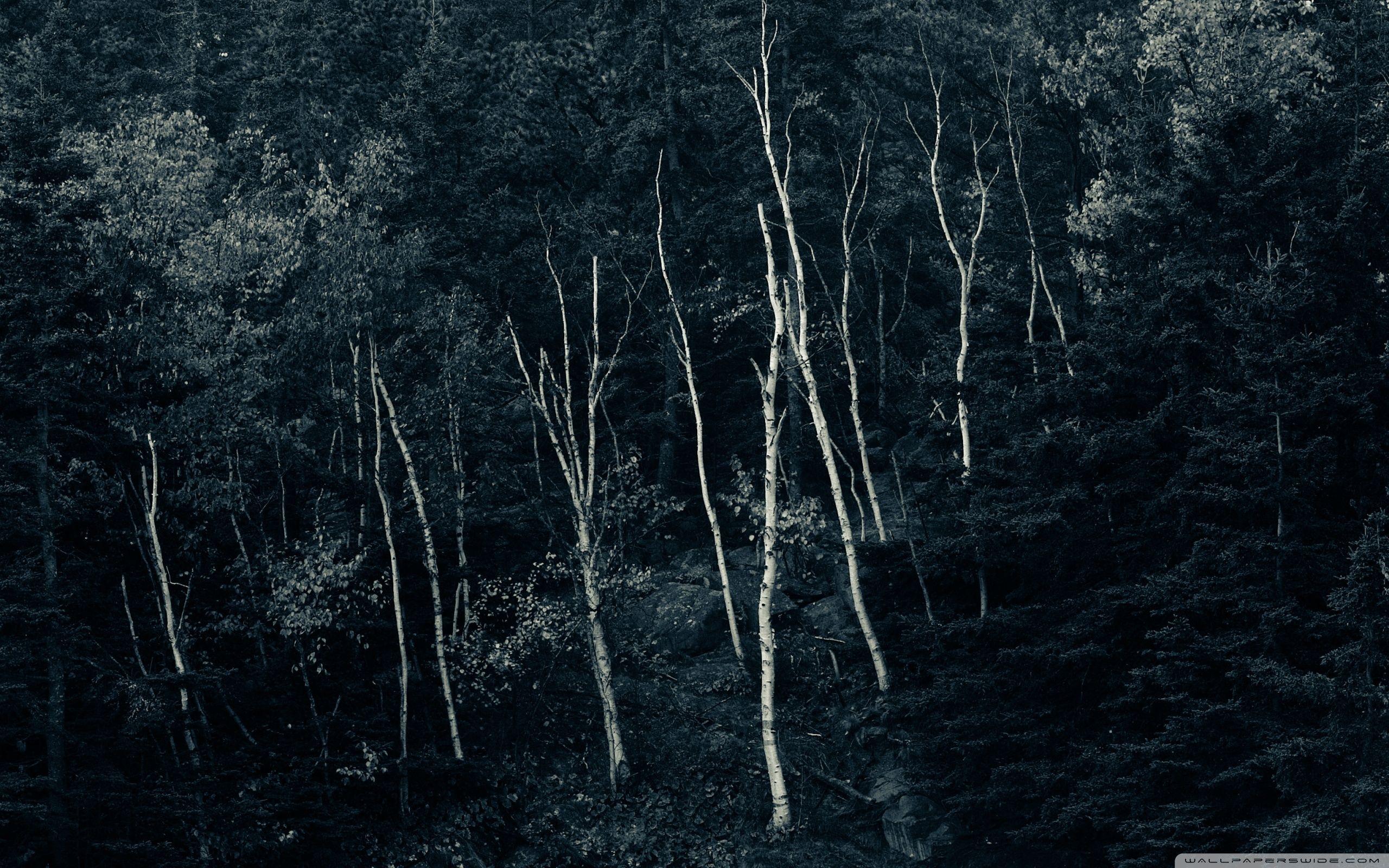 2560x1600 Forest Night Ultra HD Desktop Background Wallpaper for 4K UHD TV