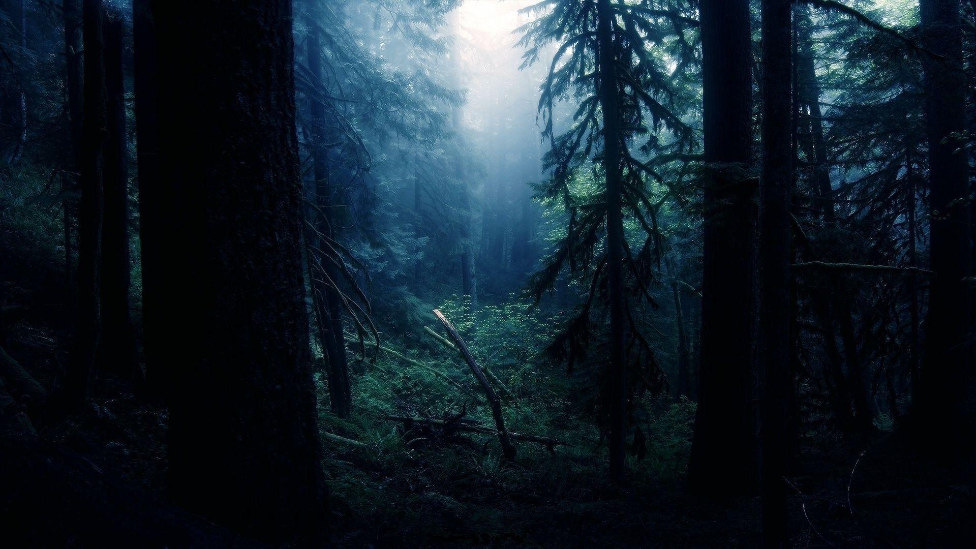 1920x1080 Free download Forest night wallpaper SF Wallpaper [1920x1080]