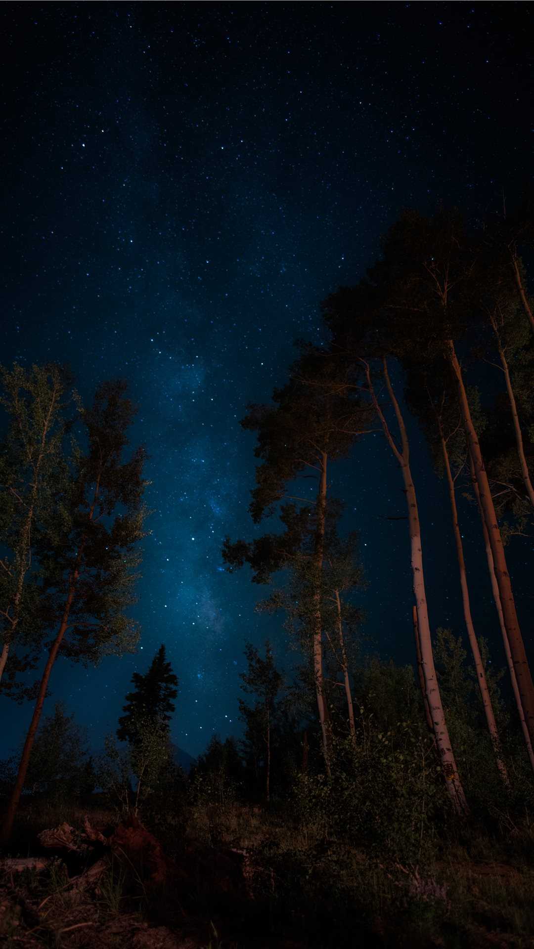 1080x1920 Night Forest