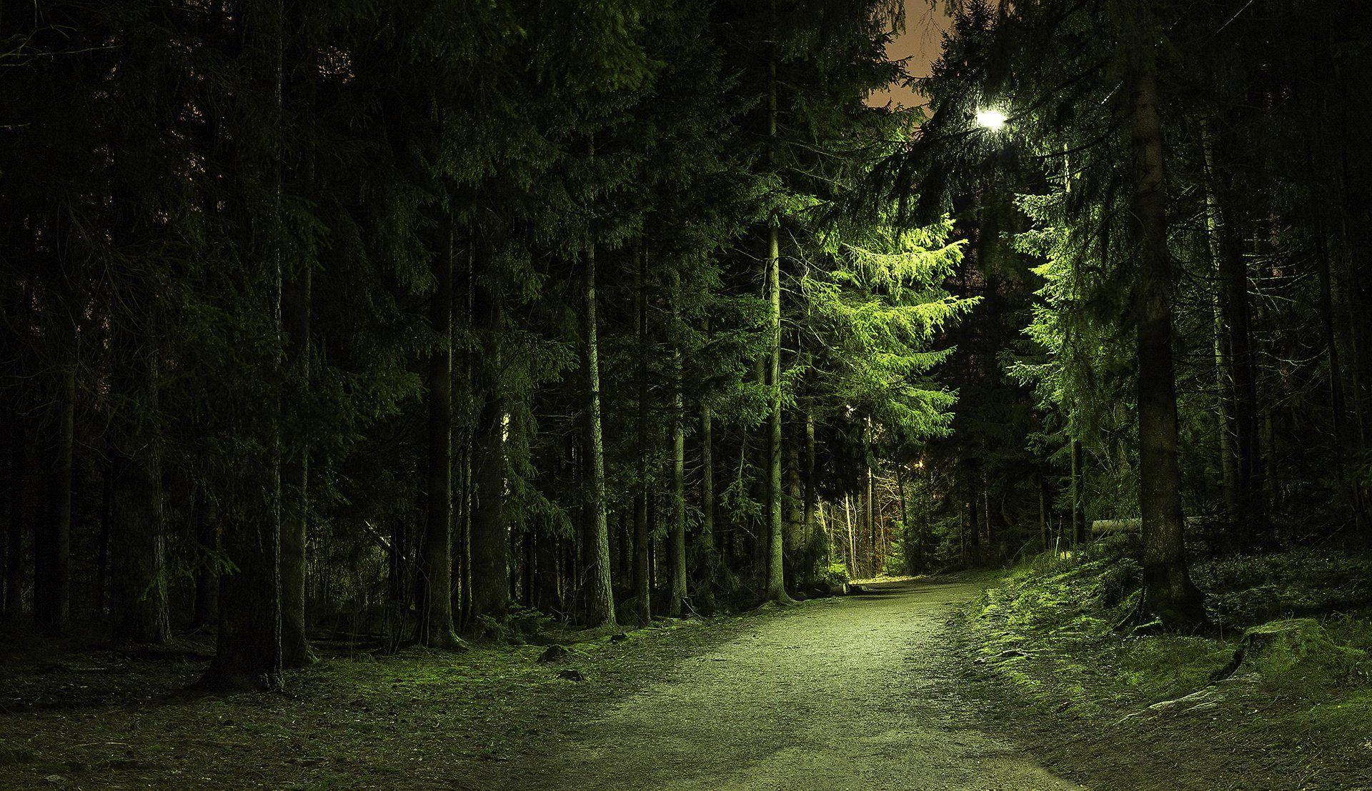 1920x1107 Forest park road derevtya night light lamp wallpaperx1107