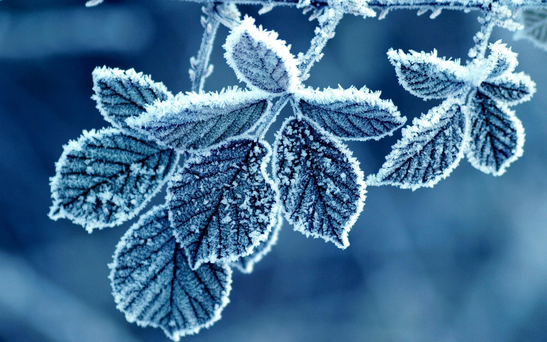 1920x1200 blue frozen leafs winter Wallpaper and Free