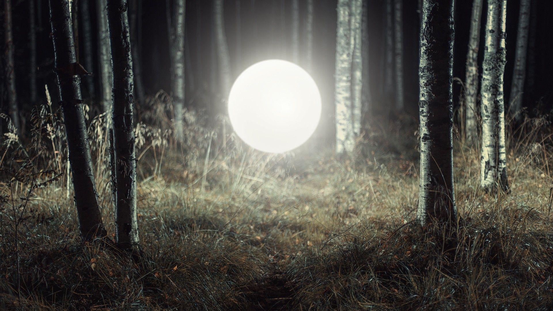 1920x1080 #night, #digital art, #trees, #lights, #forest, wallpaper