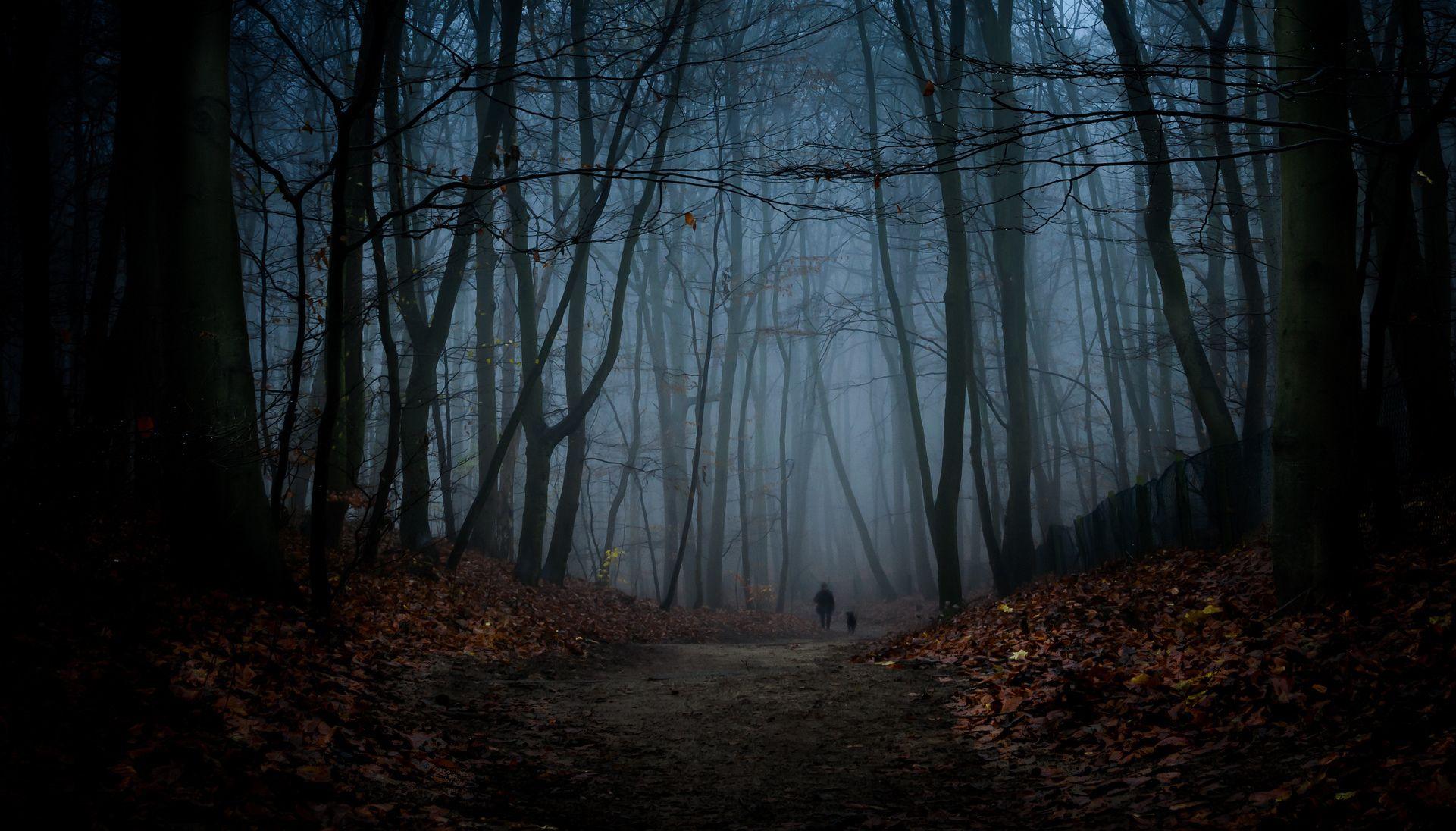 1921x1096 Night Forest Road HD wallpaper