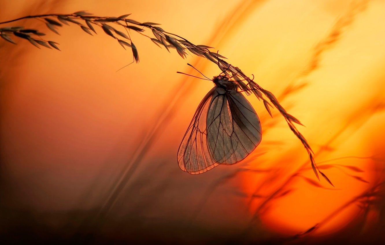 Butterfly Sunset Wallpapers Top Free Butterfly Sunset Backgrounds