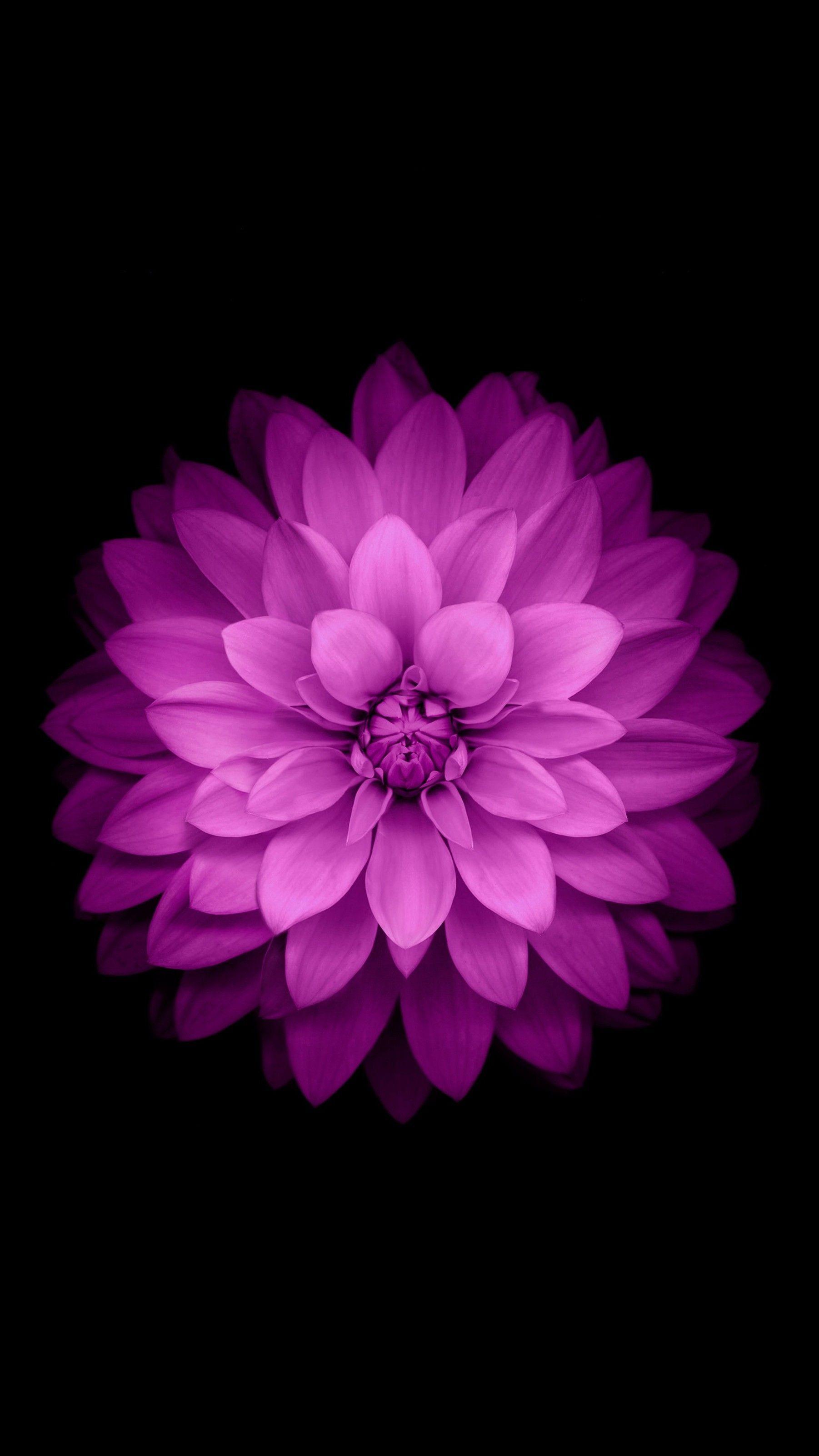 Free: Vertical pink flower wallpaper design - nohat.cc
